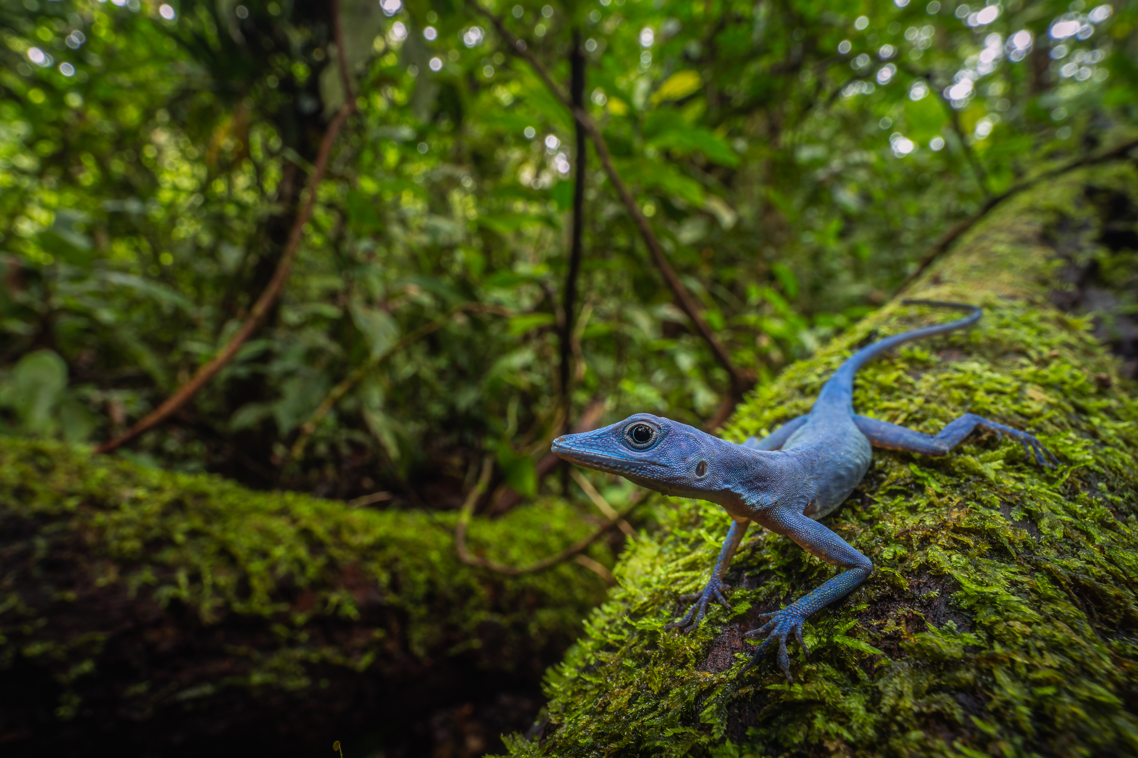 Uno de cada cinco de los reptiles del mundo está en amenaza de extinción
