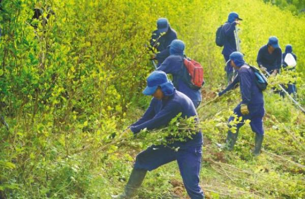 Gobierno confía en que este año podrá erradicar 100.000 hectáreas de coca