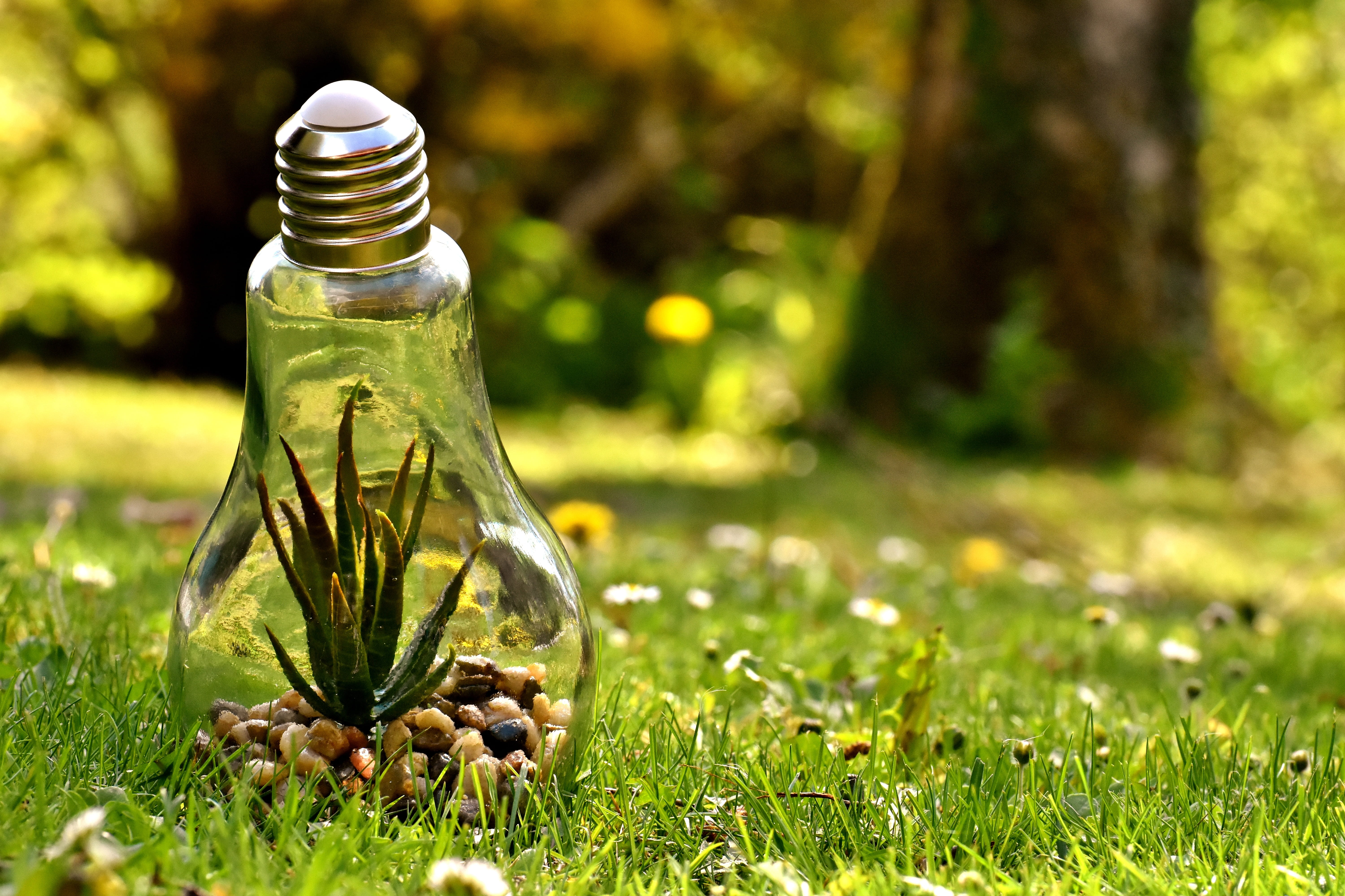 ¿Quiere formarse en educación ambiental? Hay mil cupos gratuitos para colombianos