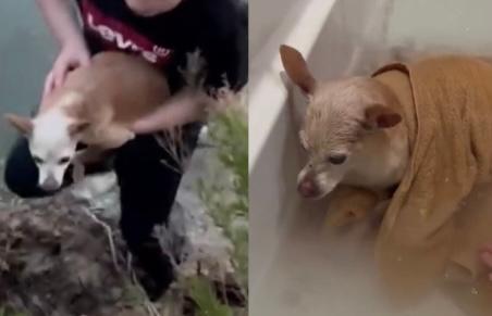 Video: niño rescató a una perrita que llevaba dos días atrapada en unos arbustos