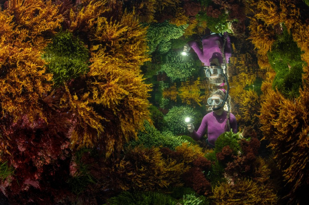Categoría plantas y hongos: Justin Gilligan, de Australia, fotografía el reflejo de un guardián marino entre las algas.  Los efectos del cambio climático, como el aumento de la temperatura del agua, están afectando a los arrecifes a un ritmo cada vez mayor.