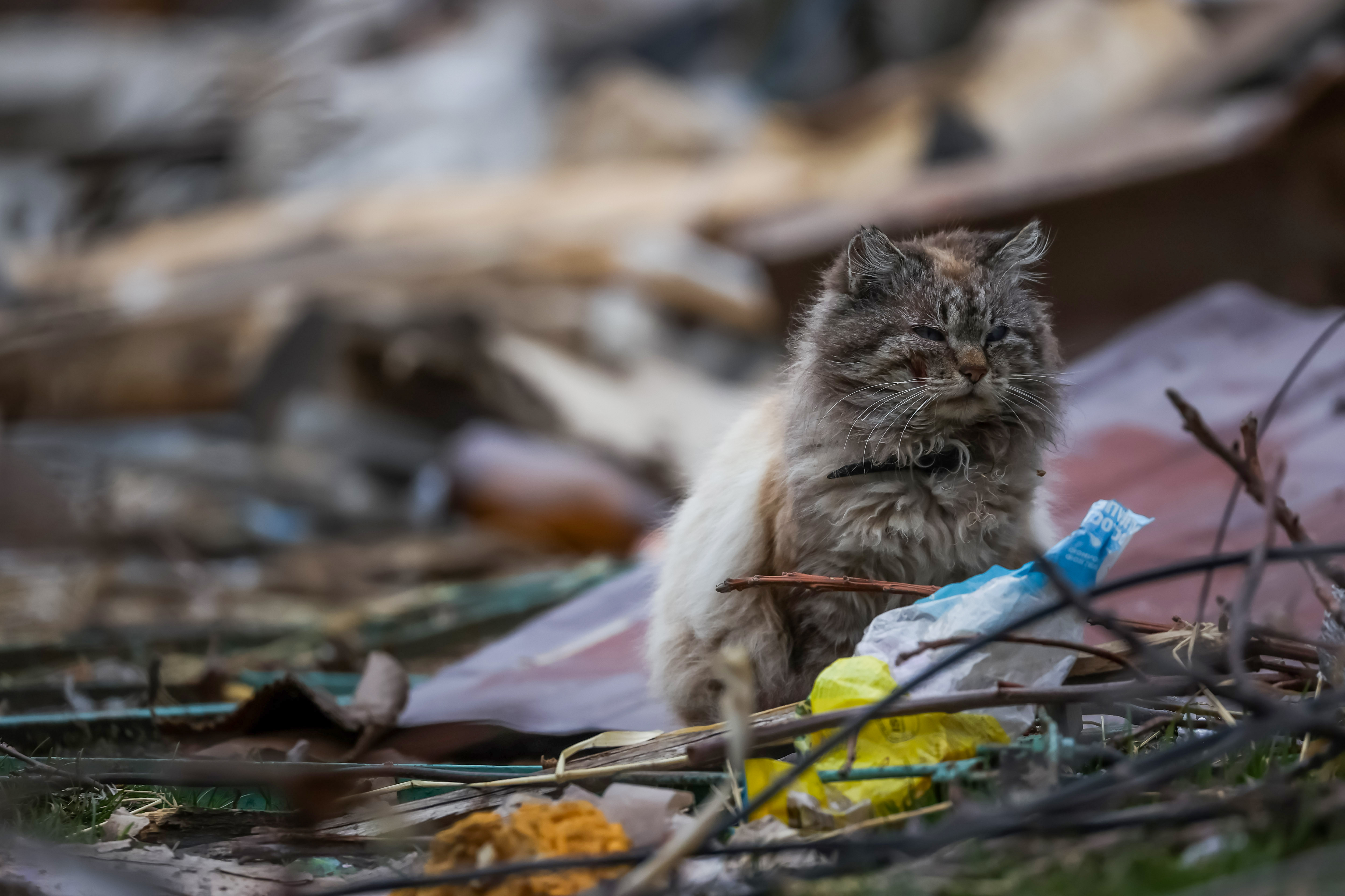 Los animales también sufren el estrés y la ansiedad de la guerra