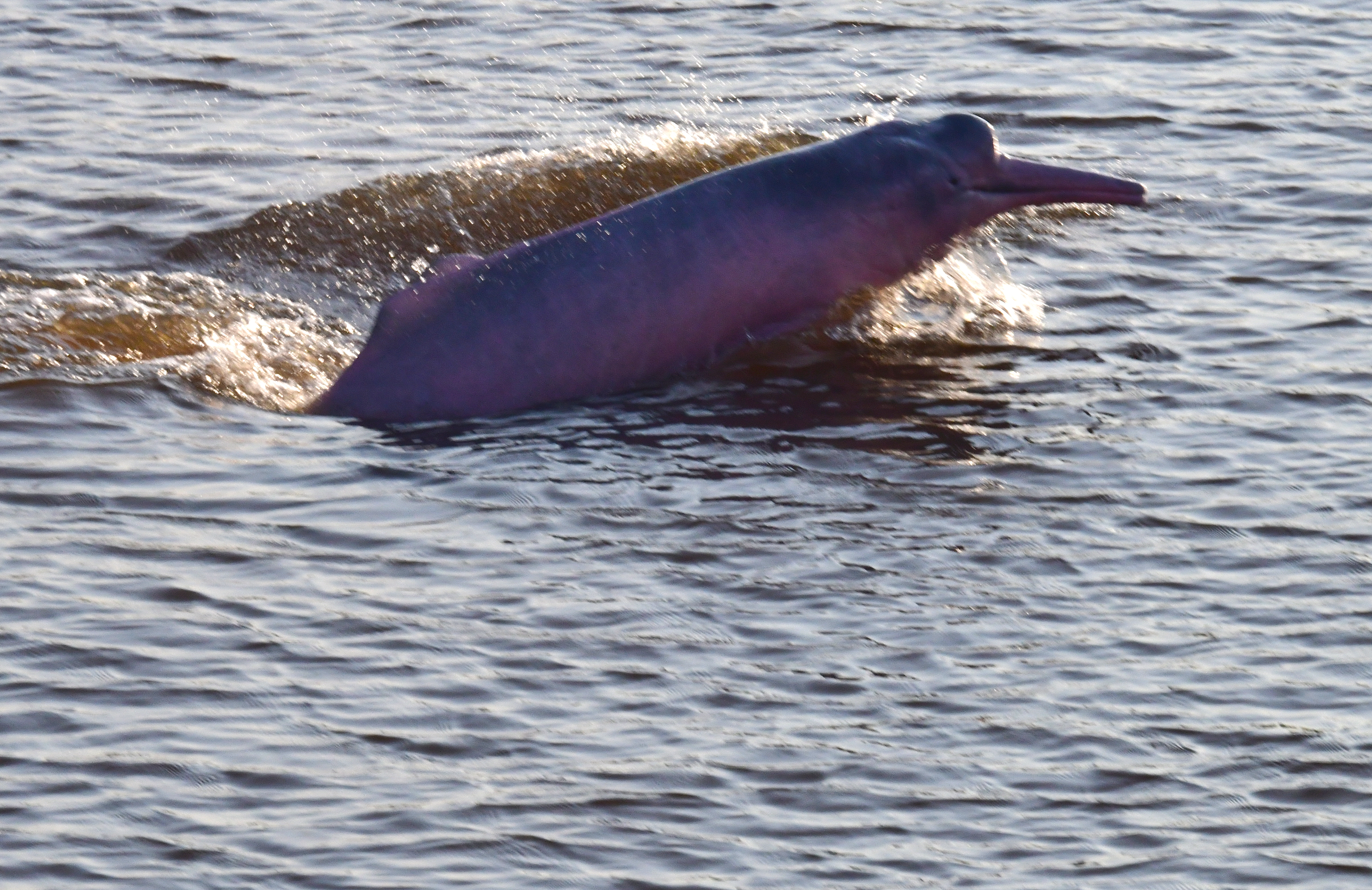 Lanzan plataforma para ayudar a conservar los delfines de río en Suramérica