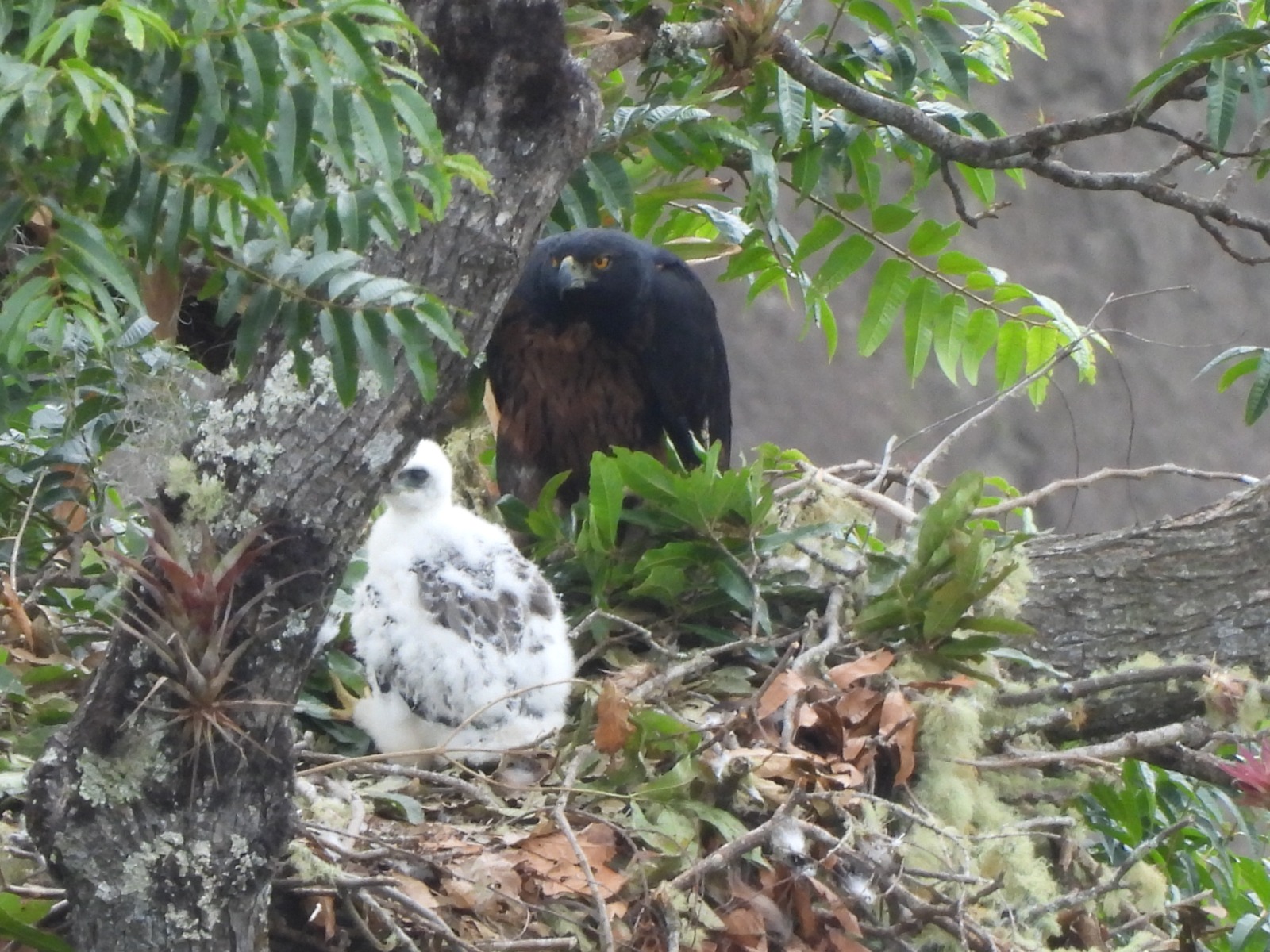 ¡Buenas noticias! El águila real de montaña se reproduce en el Huila