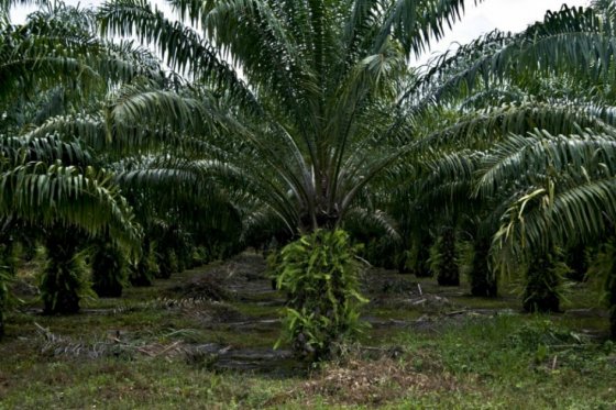 Cierran en Guatemala empresa de palma africana por contaminación