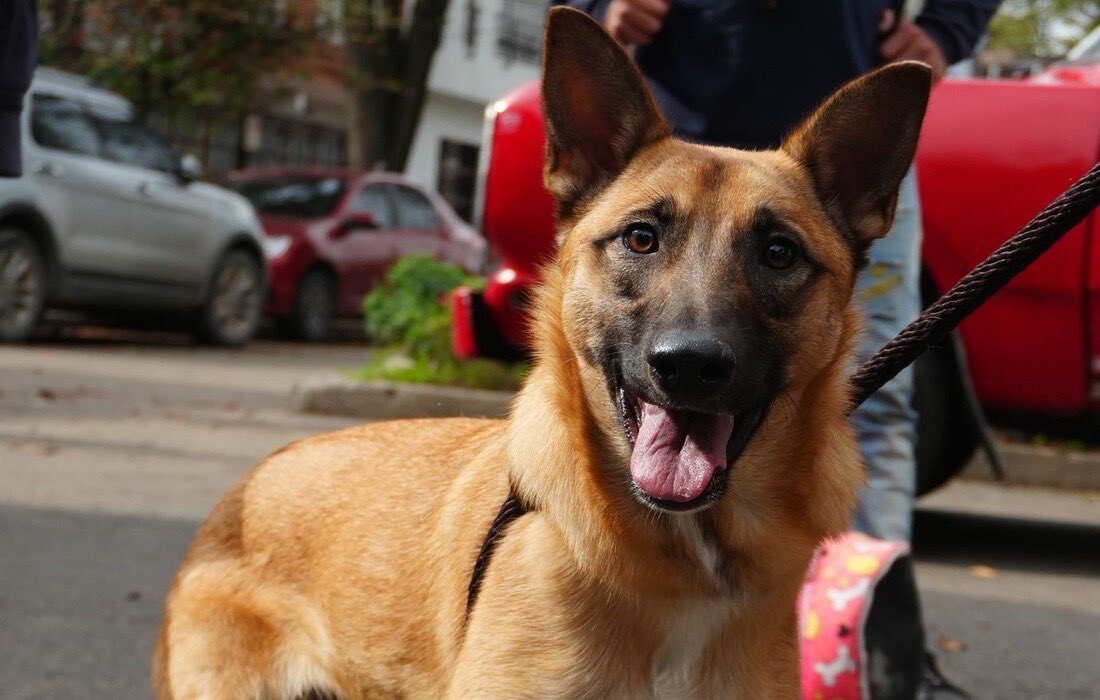 Bogotá lanza plan para frenar atropellamientos de animales: 2.600 murieron en seis años
