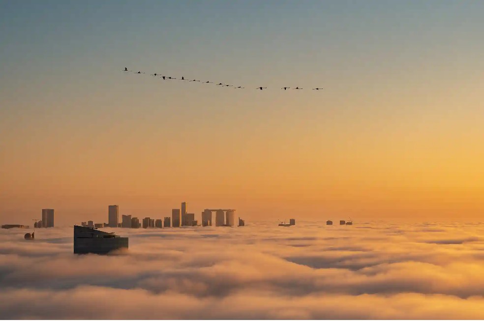 Categoría Aves Urbanas: Ammar Alsayed Ahmed capturó a un grupo de flamencos sobrevolando en Abu Dhabi, Emiratos Árabes.