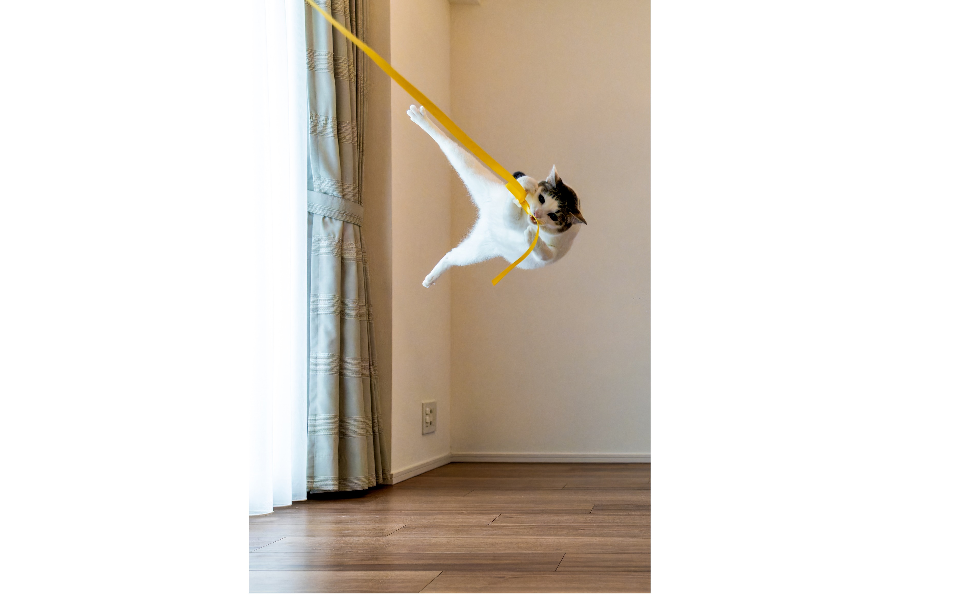 Fotos graciosas de animales
