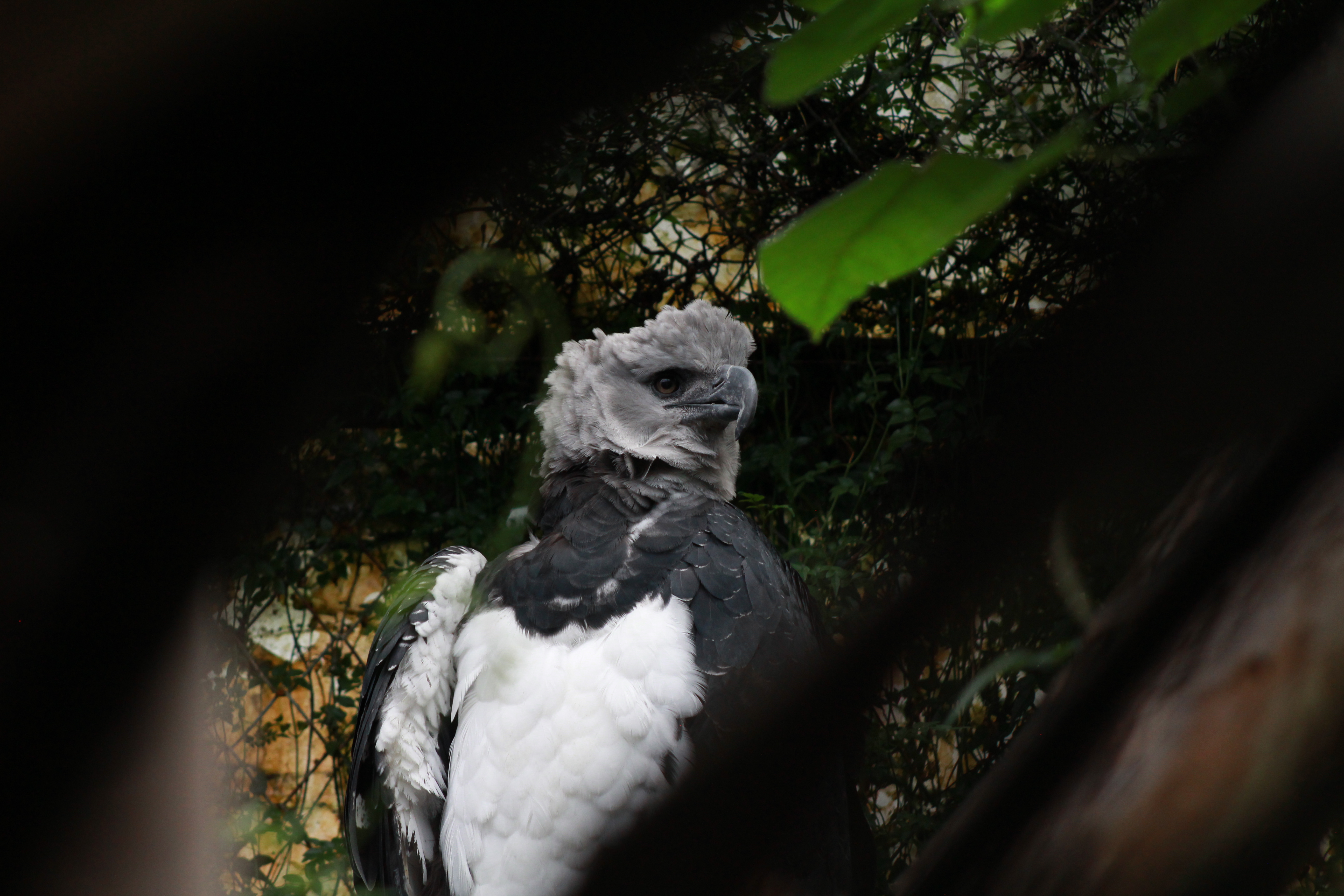 Águilas arpías en la Fundación Bioparque La Reserva