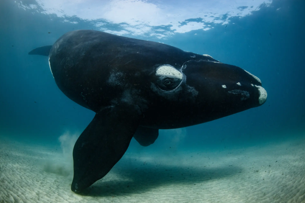 La mirada correcta: Mientras la cría de ballena le investigaba, el principal reto de Robinson era nadar lo suficientemente lejos para fotografiarla. El encuentro en Port Ross (Nueva Zelanda) duró 30 minutos.