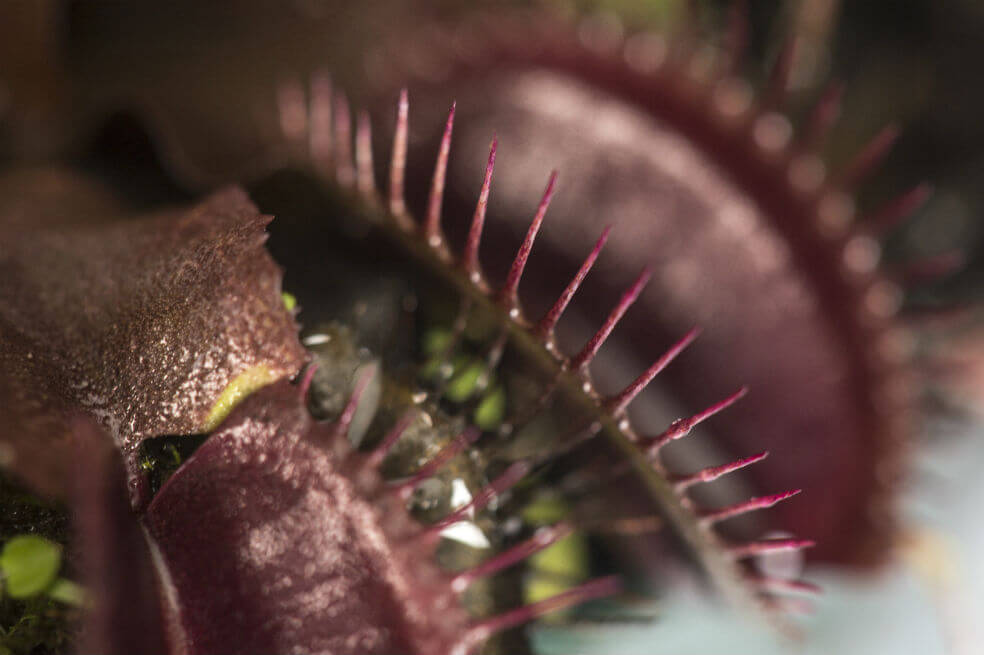 "Carnívoras": una exposición del Jardín Botánico de Bogotá para dejarse atrapar