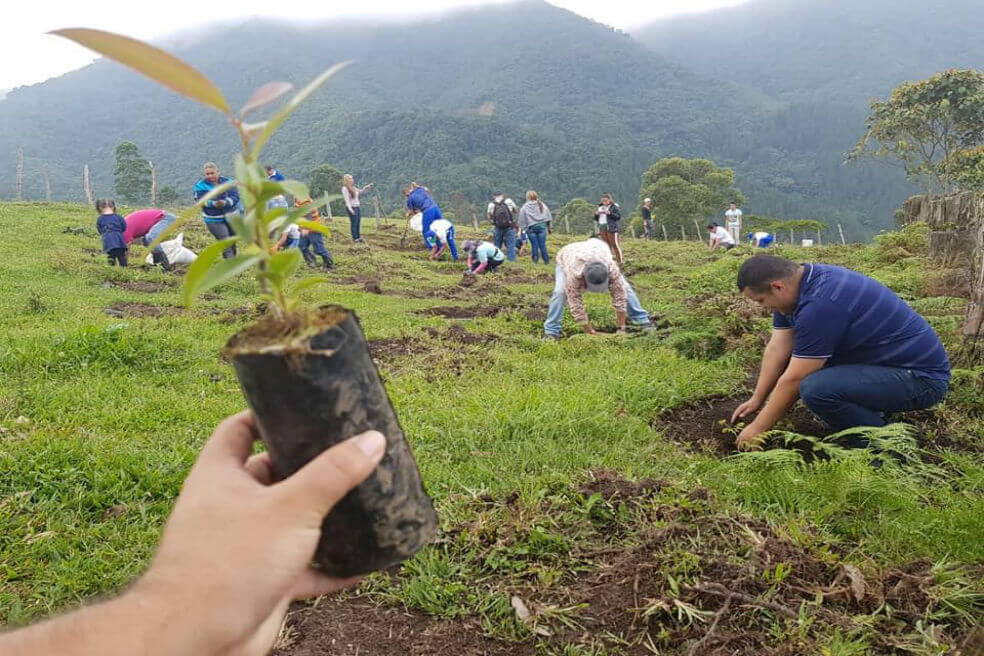 Plantan 200.000 árboles en Antioquia