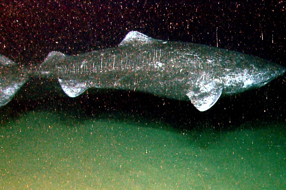 ¿Por qué los tiburones de Groenlandia viven tanto tiempo?, esta sería la razón