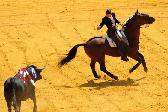 Proponen derogar ley que permite rejoneo, corridas de toros y peleas de gallos