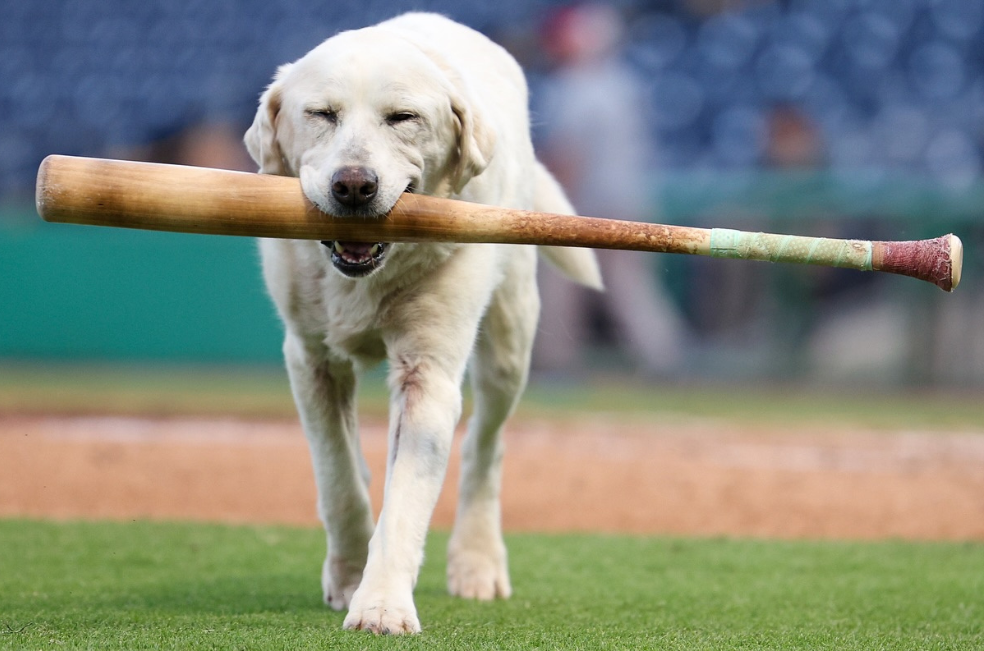 (Video) Así fue la despedida de Layla, el miembro canino de un equipo de béisbol