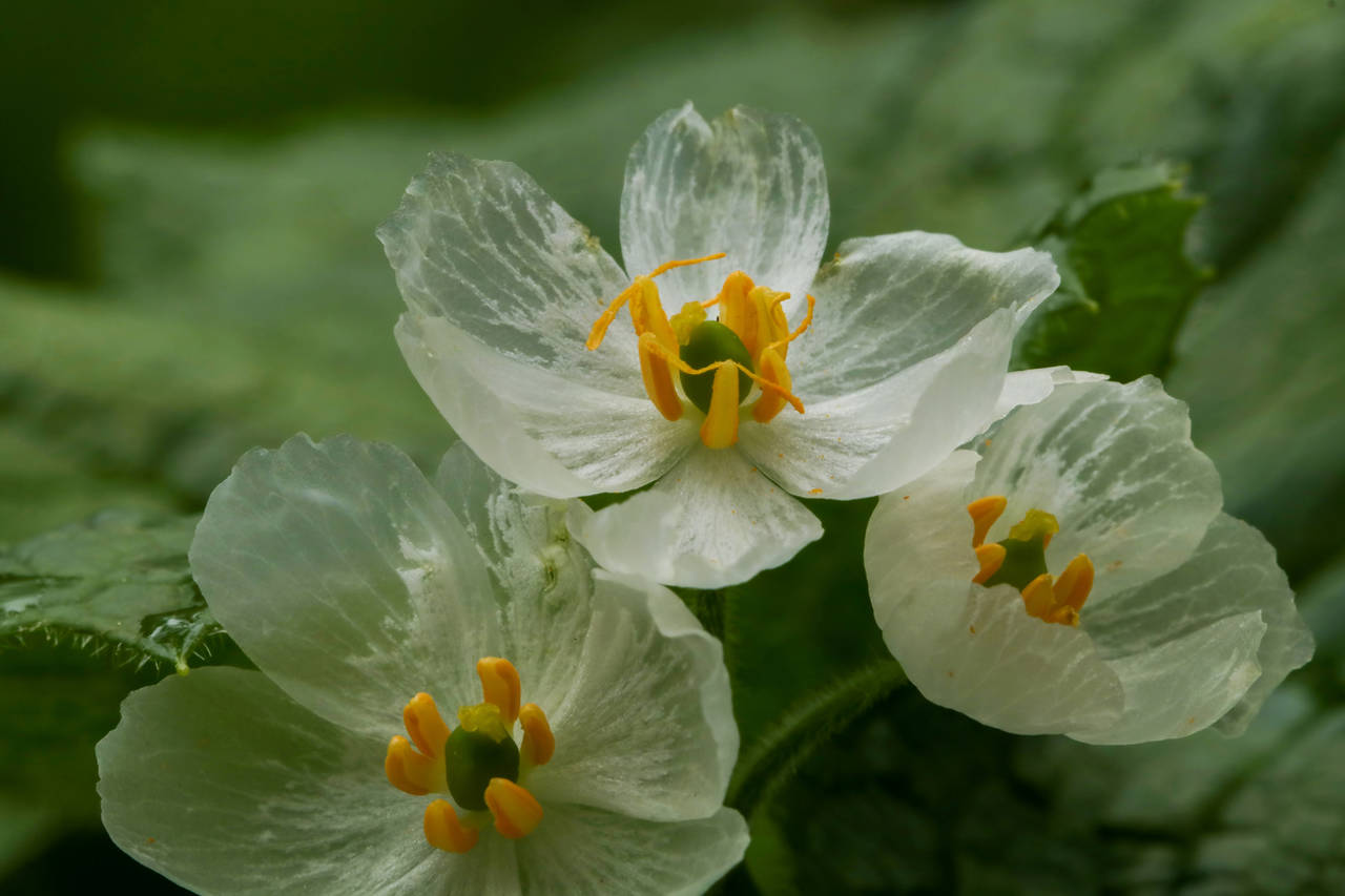 La Diphylleia grayi presenta una distribución geográfica restringida