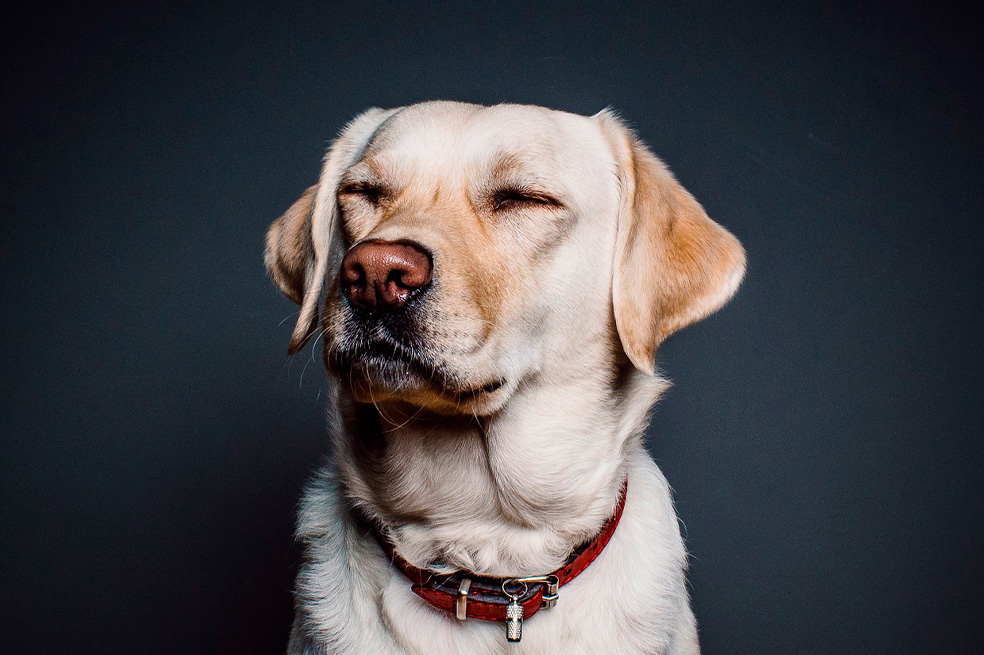Estos son los olores que más detestan los perros