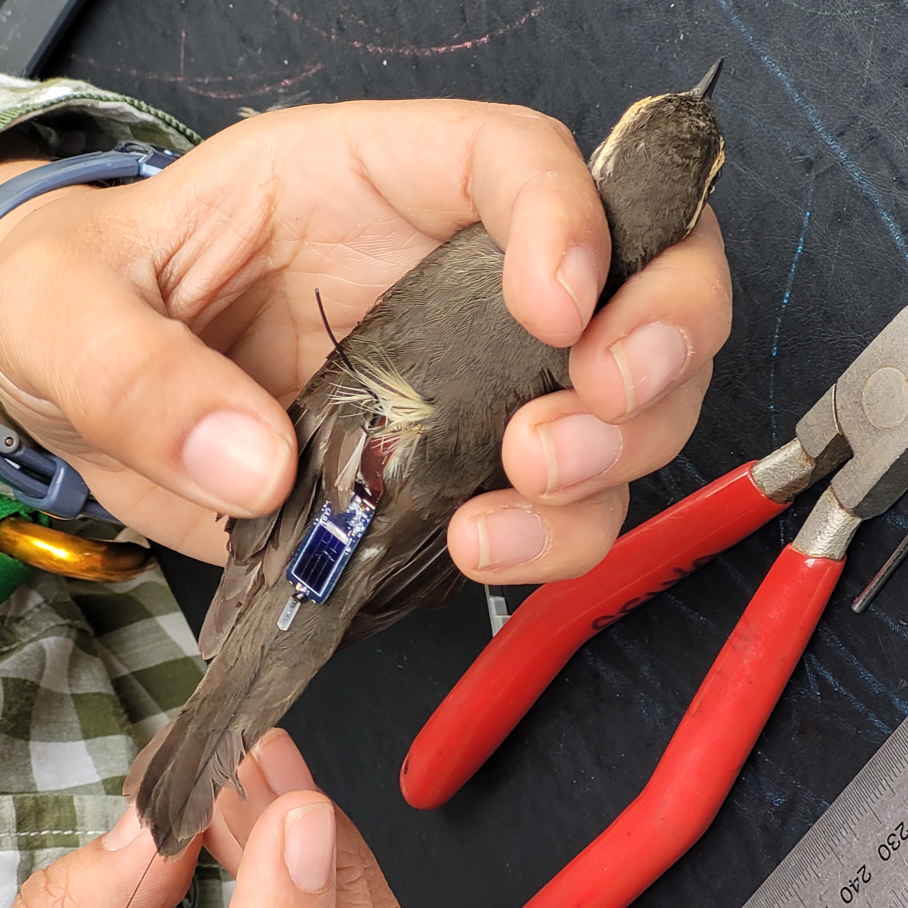 Las claves que nos dan las aves migratorias para proteger los ecosistemas