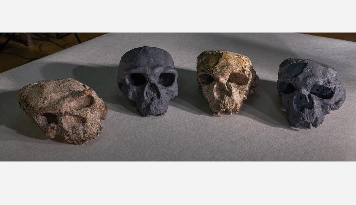 Los dos cráneos de Yunxian utilizados en el estudio estaban muy distorsionados, pero Xijun Ni y sus colegas lograron reconstruirlos mediante modelado 3D. /Sr. Guanghui Zhao