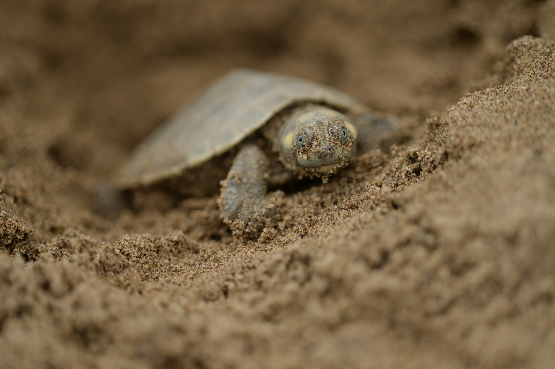 Las familias colombianas que protegen a la tortuga más grande de Sudamérica