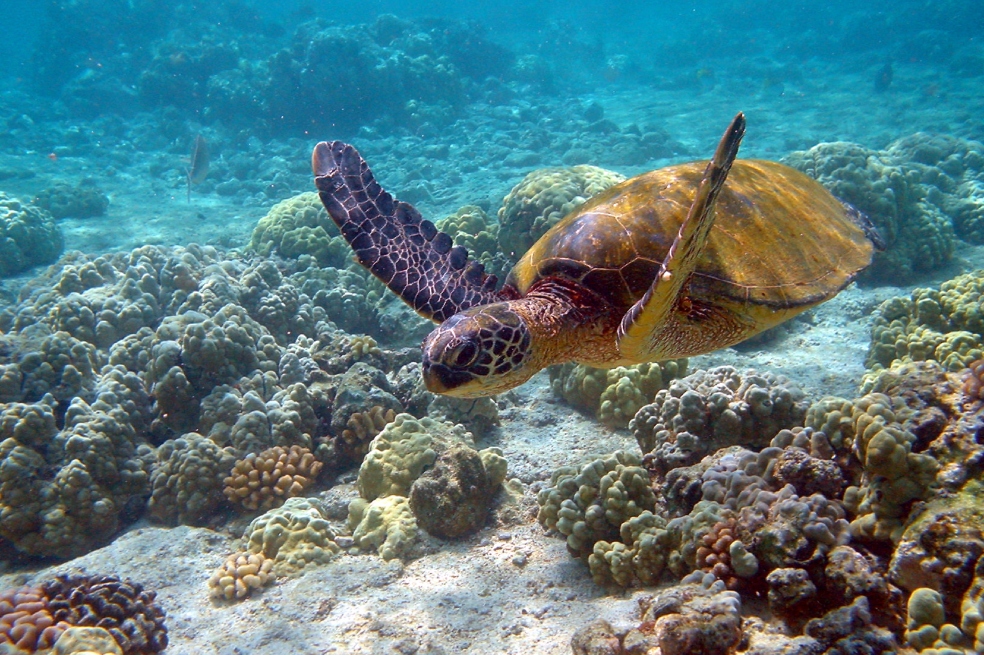 Buenas noticias para las tortugas verdes: ya no están en peligro de extinción