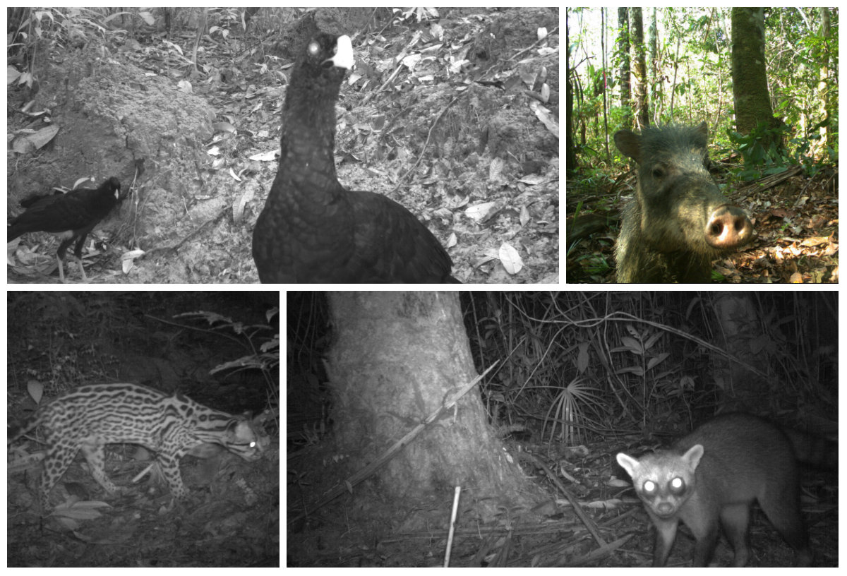 Imágenes inéditas de zonas inexploradas del Amazonas