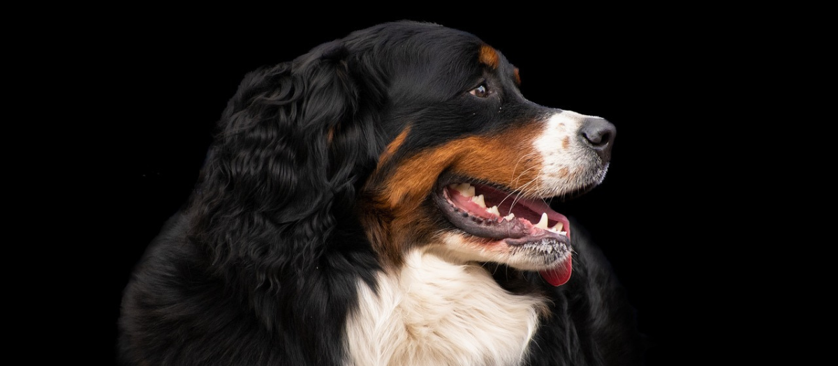 Razas de perros: ¿cuál es el perro más grande del mundo?