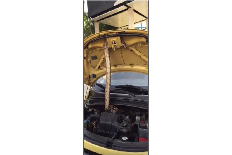 Hallan una boa dentro del motor de un taxi en Bucaramanga
