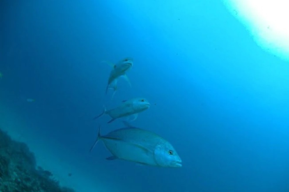 Encuentran mercurio en peces de estado amazónico de Brasil