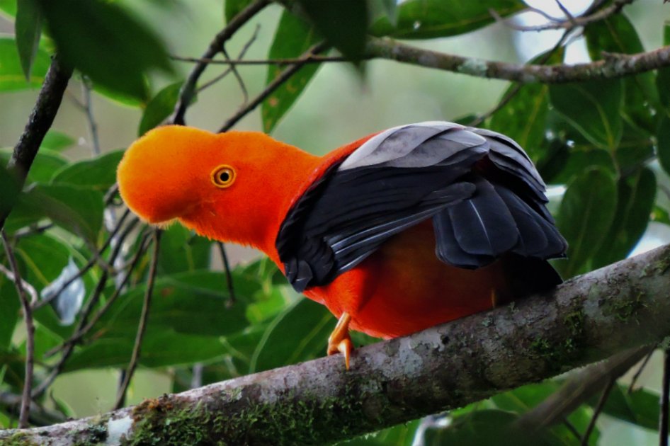 Se hallaron 300 especies de aves nativas y extranjeras en 25 municipios de Boyacá