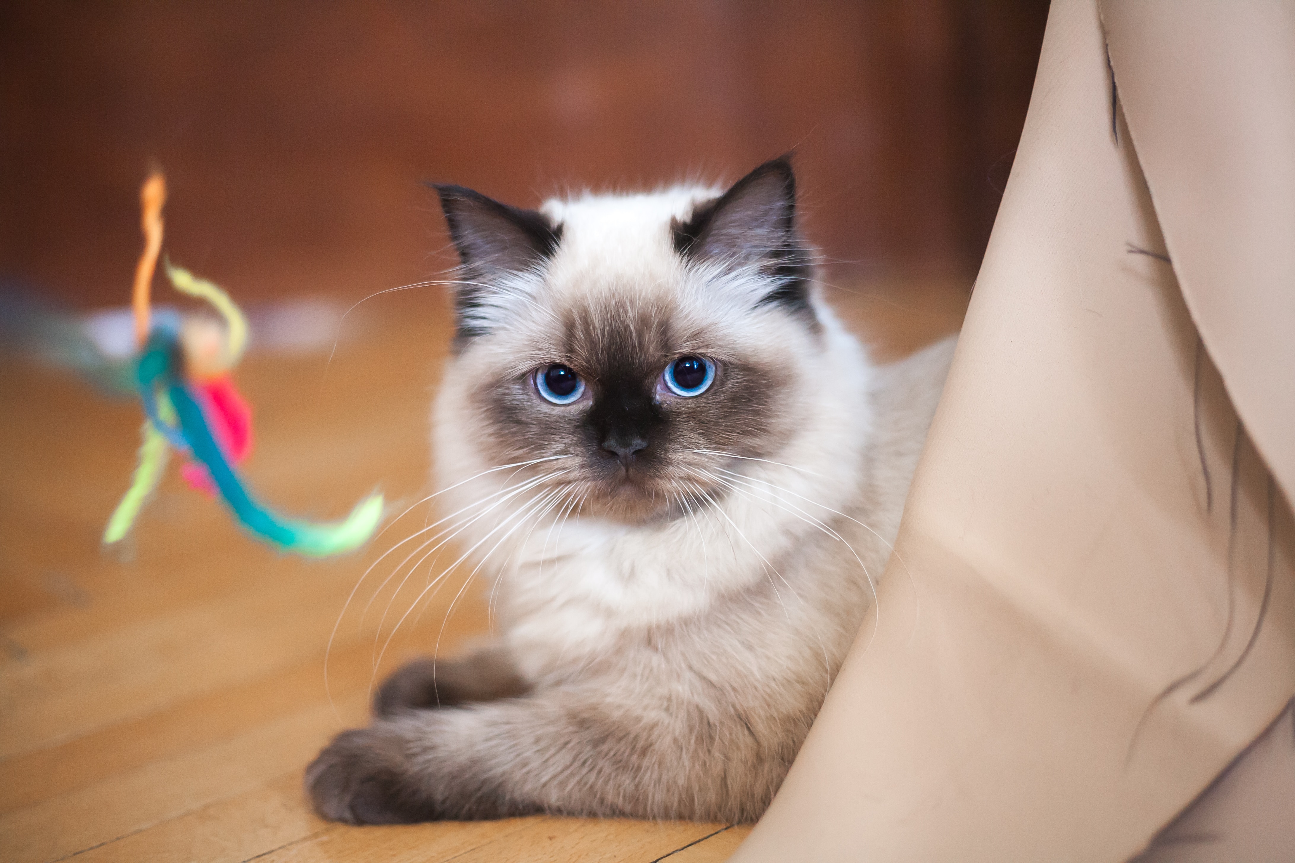 ¿Cuál es la raza de gato más amable y cariñosa?