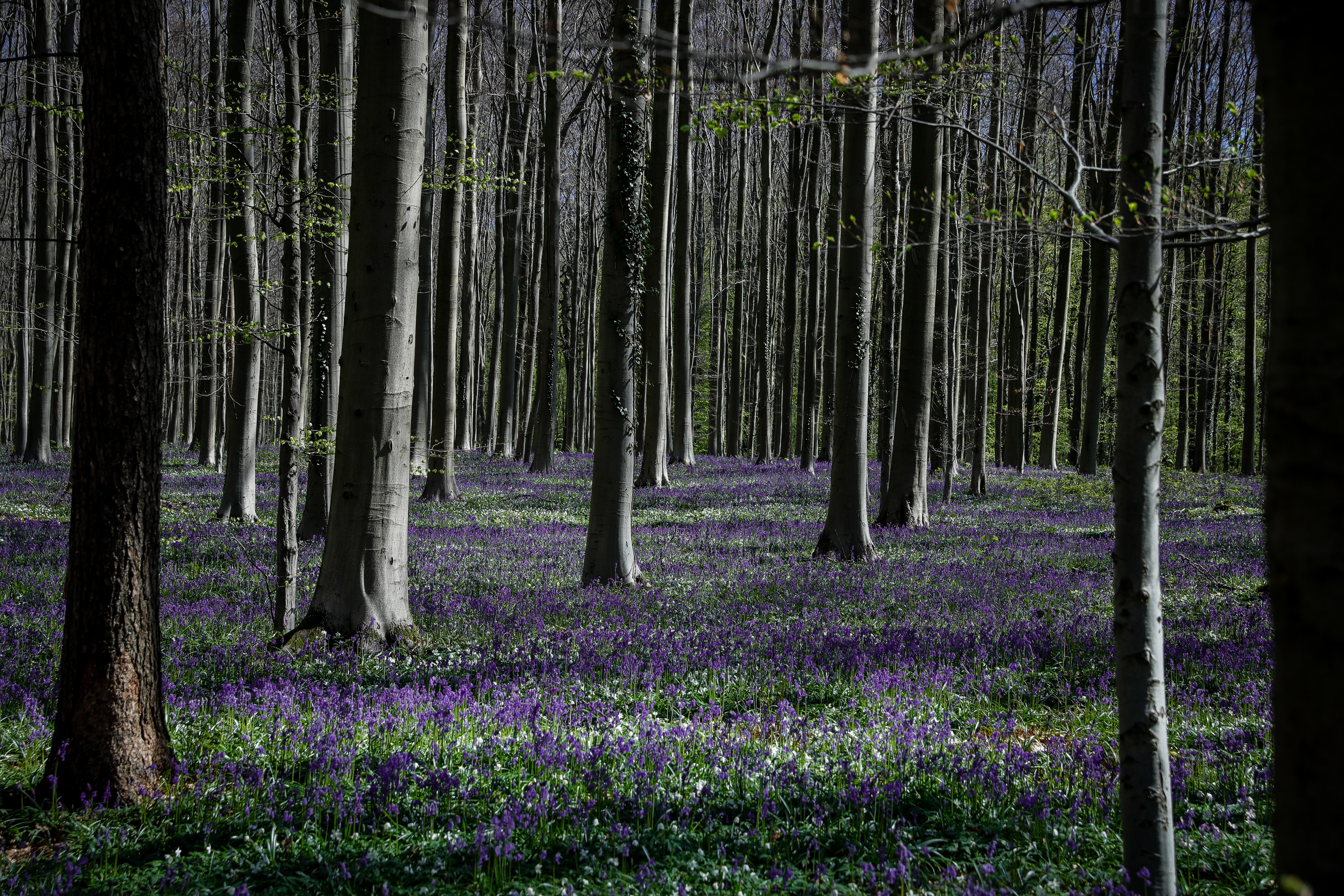 El 60% de los bosques del patrimonio mundial está amenazado por el cambio climático