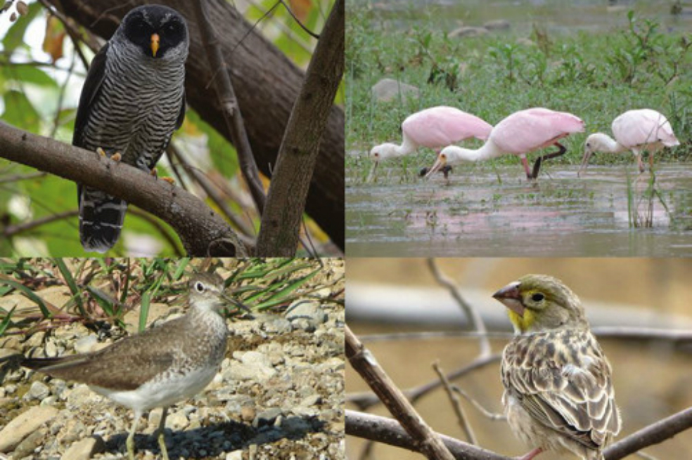 Descubren cuatro nuevas especies de aves en uno de los ecosistemas más amenazados del mundo