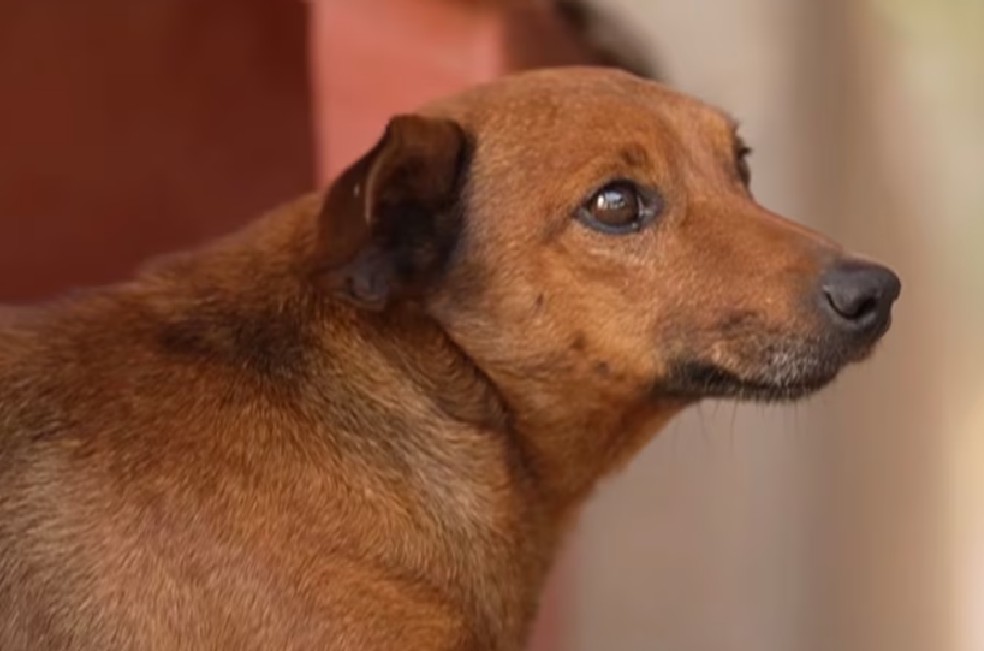 Las imágenes de ese instante, grabadas por la familia, muestran al perro junto al cajón de su dueño.