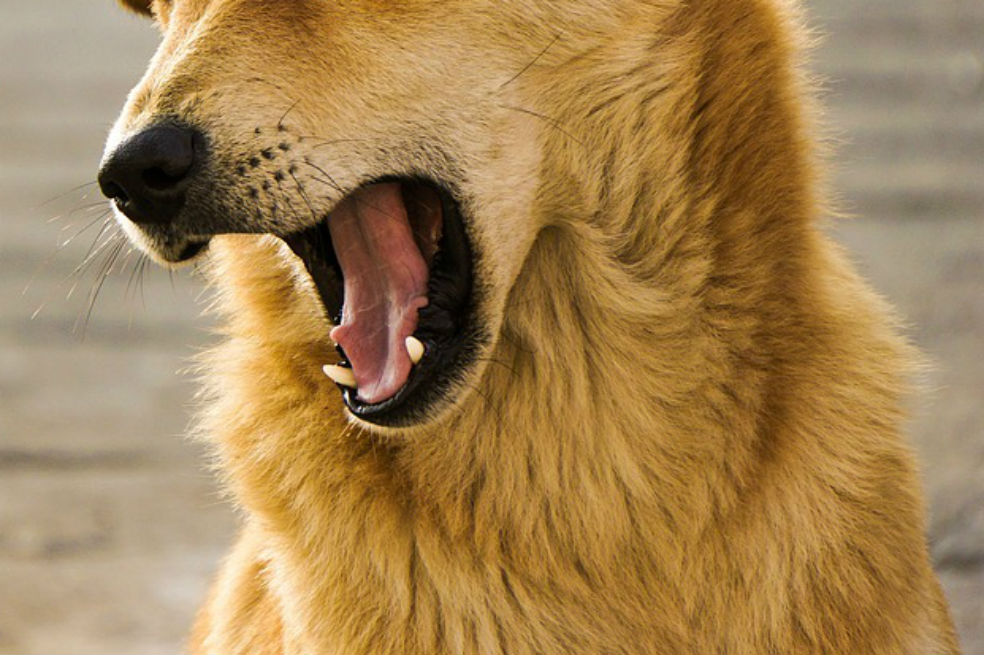 Perro murió en el norte de Bogotá luego de ser baleado