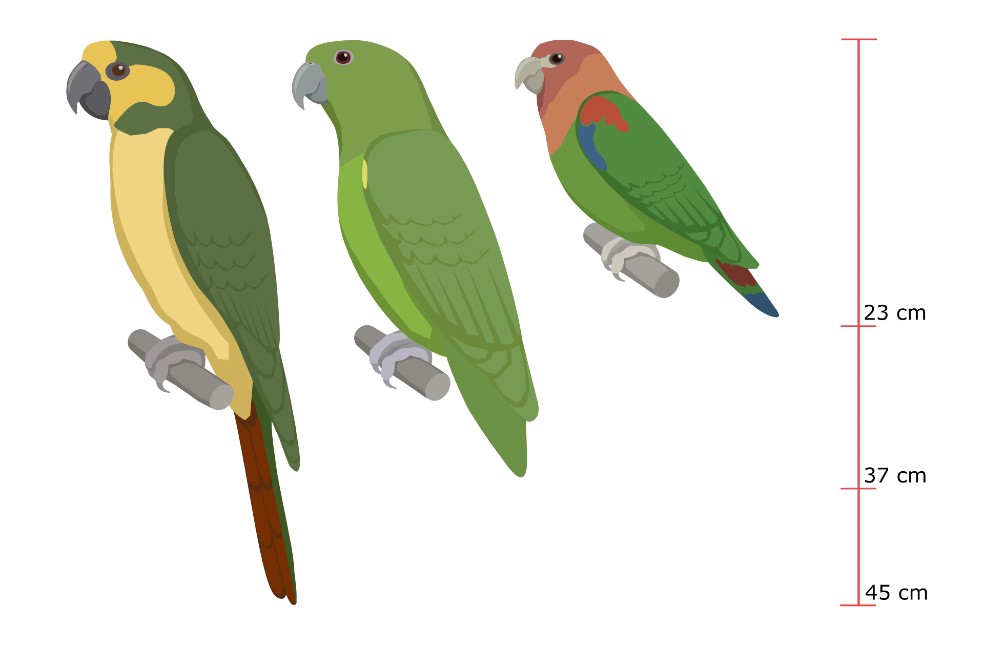 De izquierda a derecha, las especies son: loro orejiamarillo (Ognorhynchus icterotis), loro andino (Amazona mercenaria), cotorra montañera (Hapalopsittaca amazonina). Ilustración de: Orlando Armesto.