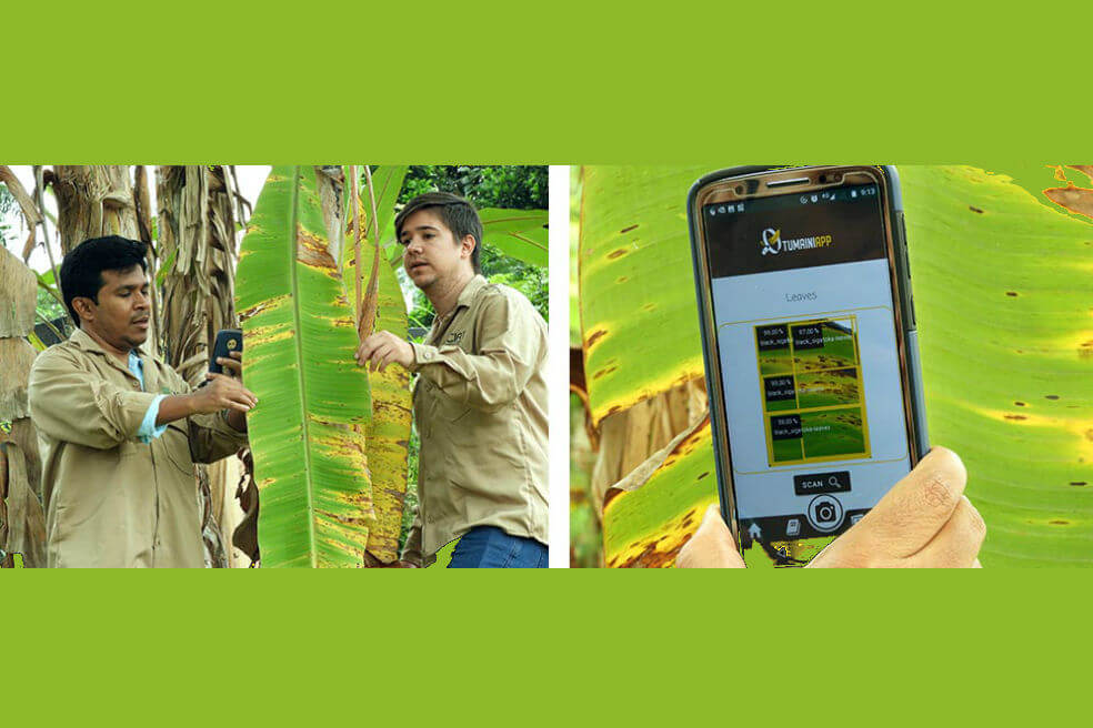 Desarrollan una app para detectar hongos letales en bananos de Colombia