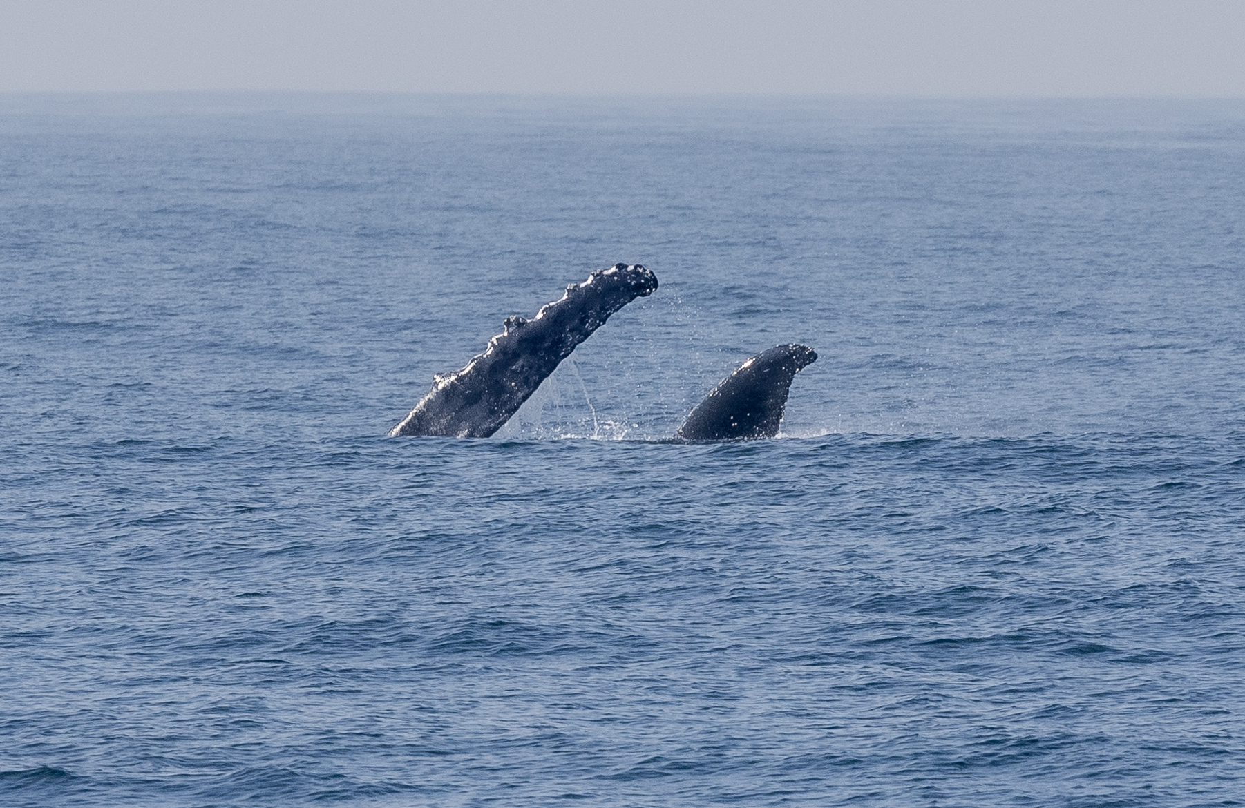 Los terremotos submarinos influyen en el fitoplancton que está en la superficie del océano