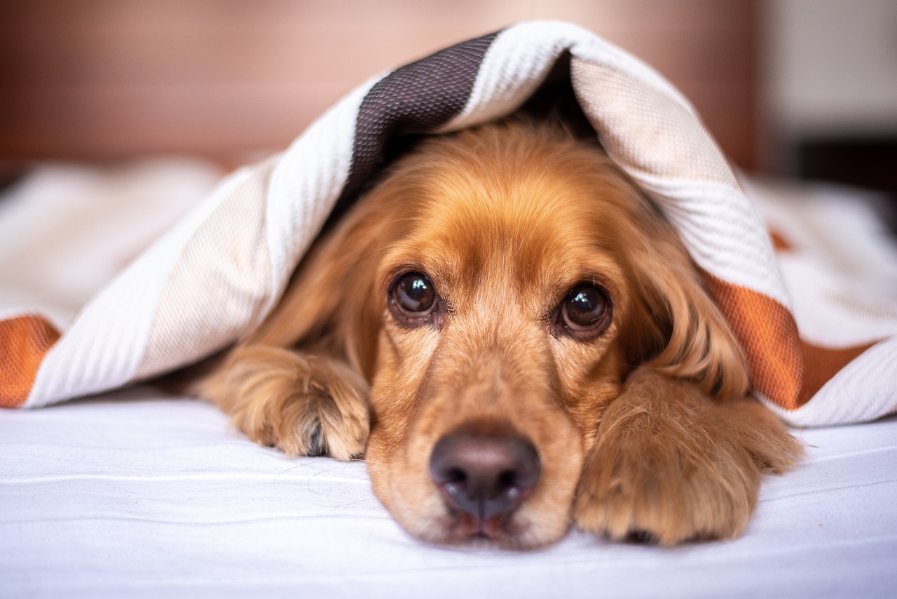 ¿Cada cuánto se debe lavar la cama de un perro?
