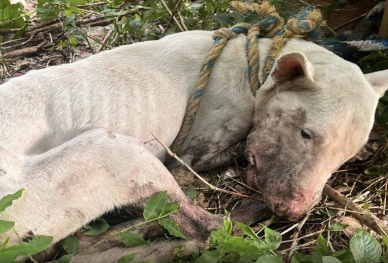 Autoridades ofrecen recompensa: buscan a responsable de maltrato animal en Ibagué