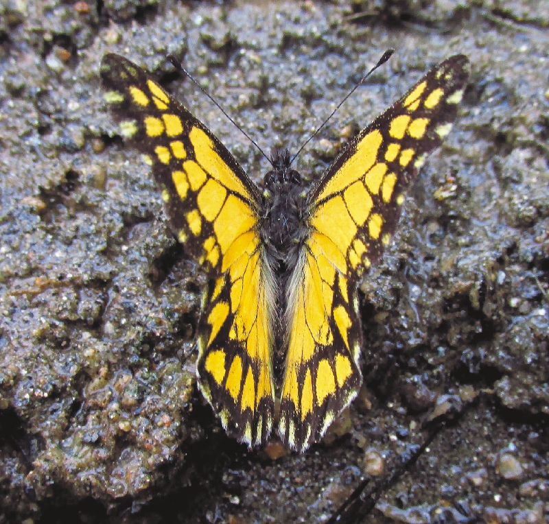 Así encontraron en Colombia una mariposa perdida por más de un siglo