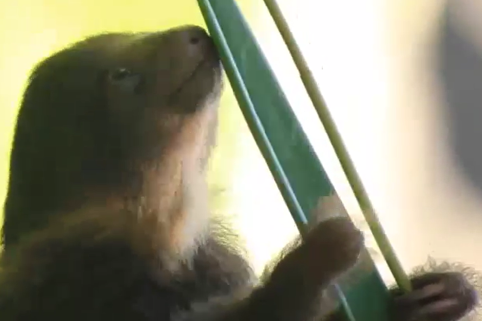 Una cría de oso perezoso con signos de maltrato fue rescatada en Santander
