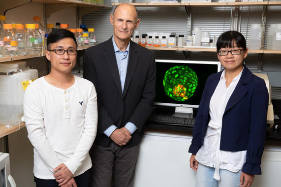 De izquierda a derecha los investigadores Ronghui Li, Juan Carlos Izpisúa y Cuiqing Zhong. / Salk InstituteAgencia SincSegún han informado los investigadores en el último número de la revistaCell, estos 'blastoides' cultivados tienen la misma estructura que los blastocitos naturales e incluso se pueden implantar en el útero, y podrían servir para avanzar en lainvestigación sobre el desarrollo, así como a informar sobre temas relacionados con el embarazo, la infertilidad o futuros problemas de salud. (Puede leer:Neurólogos impiden enratonesla progresión del tumor cerebral más agresivo)