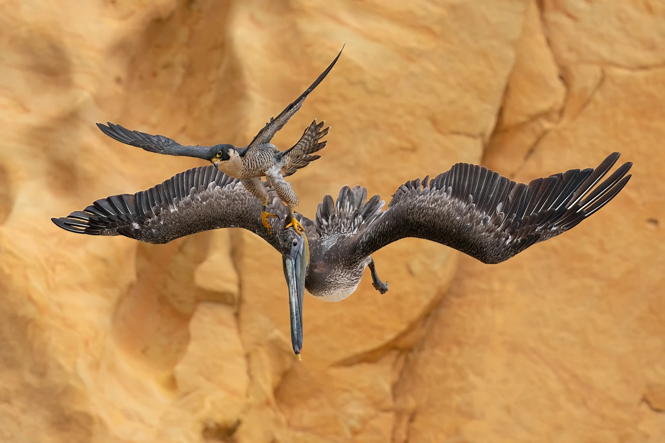 ¿Ya las vio? Estas son las mejores fotografías de aves del 2023