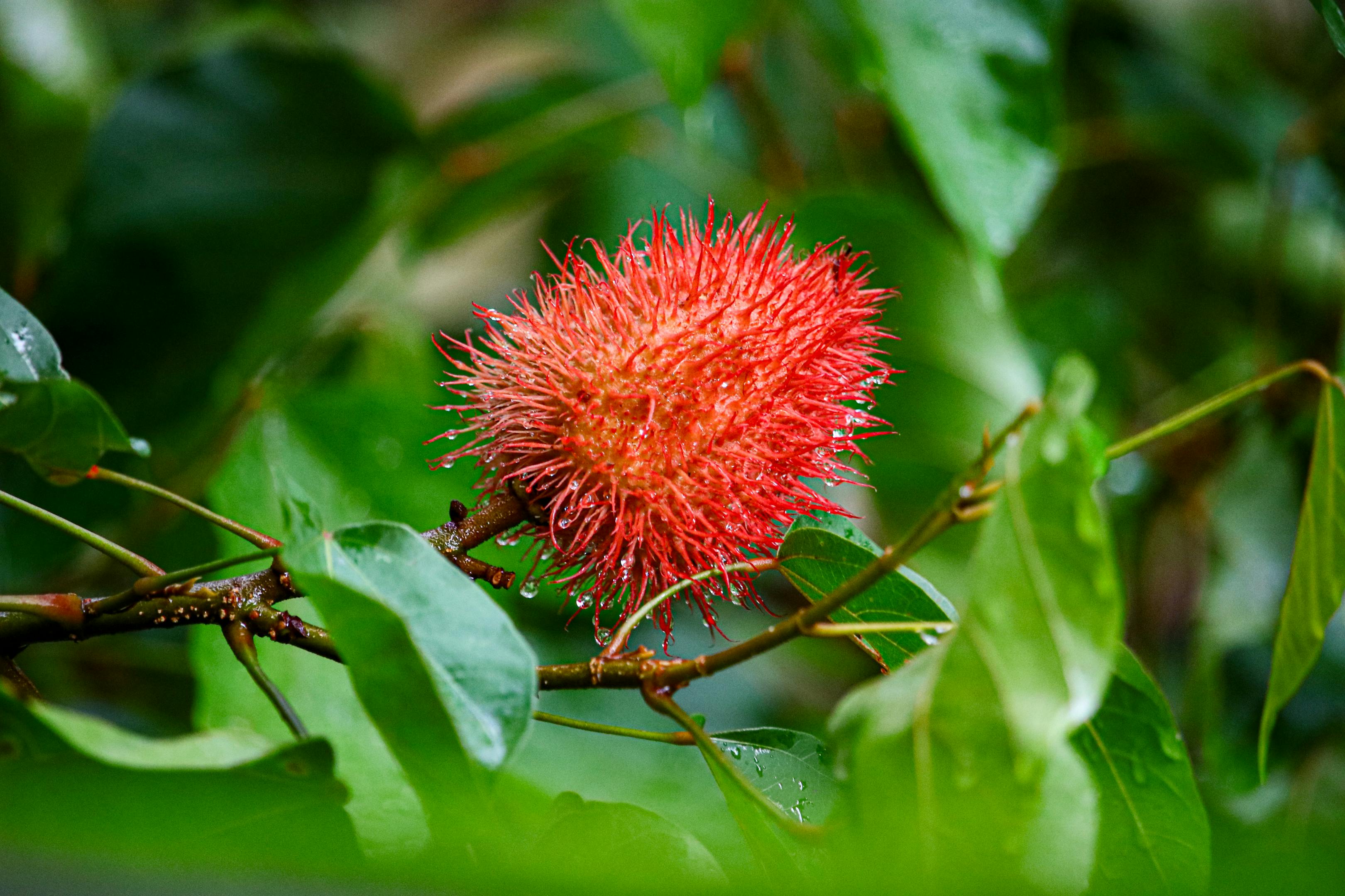 El Bixa orellana, conocido como achiote, es un arbusto o árbol pequeño tropical de la familia Bixaceae, ampliamente valorado por el pigmento natural (bixina) que se obtiene de sus semillas rojizas, utilizado en alimentos, cosmética y medicina tradicional. Puede crecer entre 3 y 6 metros, requiere climas cálidos, buena exposición al sol y suelos fértiles y bien drenados.
