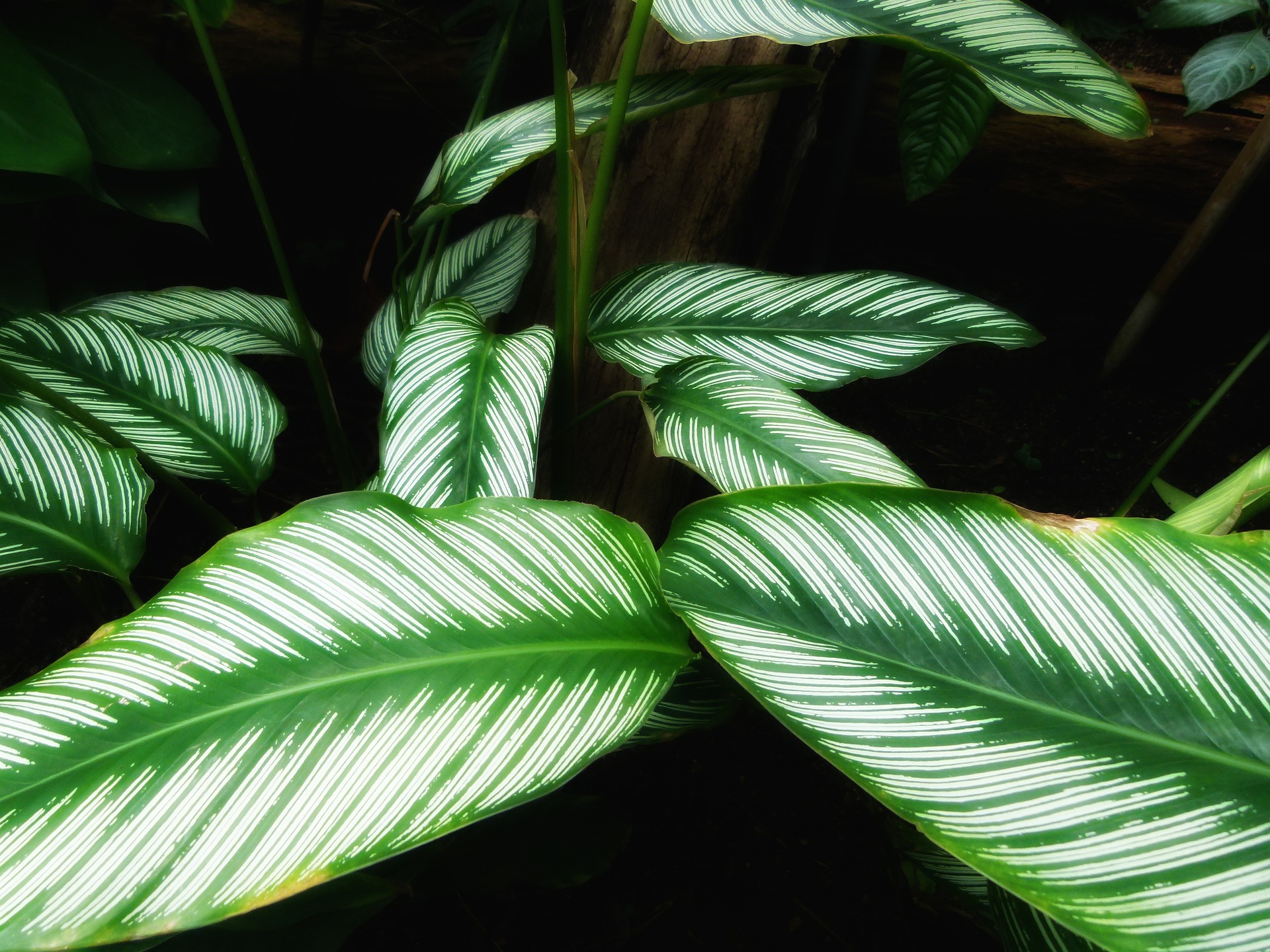 ¿Hojas amarillas en su calathea? Descubra por qué y cómo recuperarla