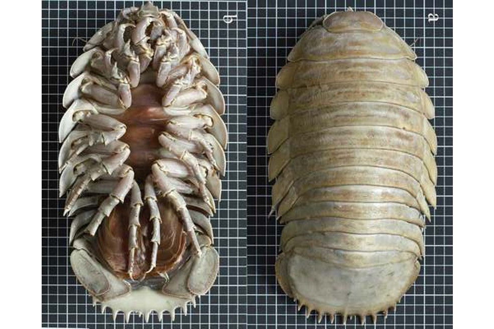 Descubren un bicho gigante en México