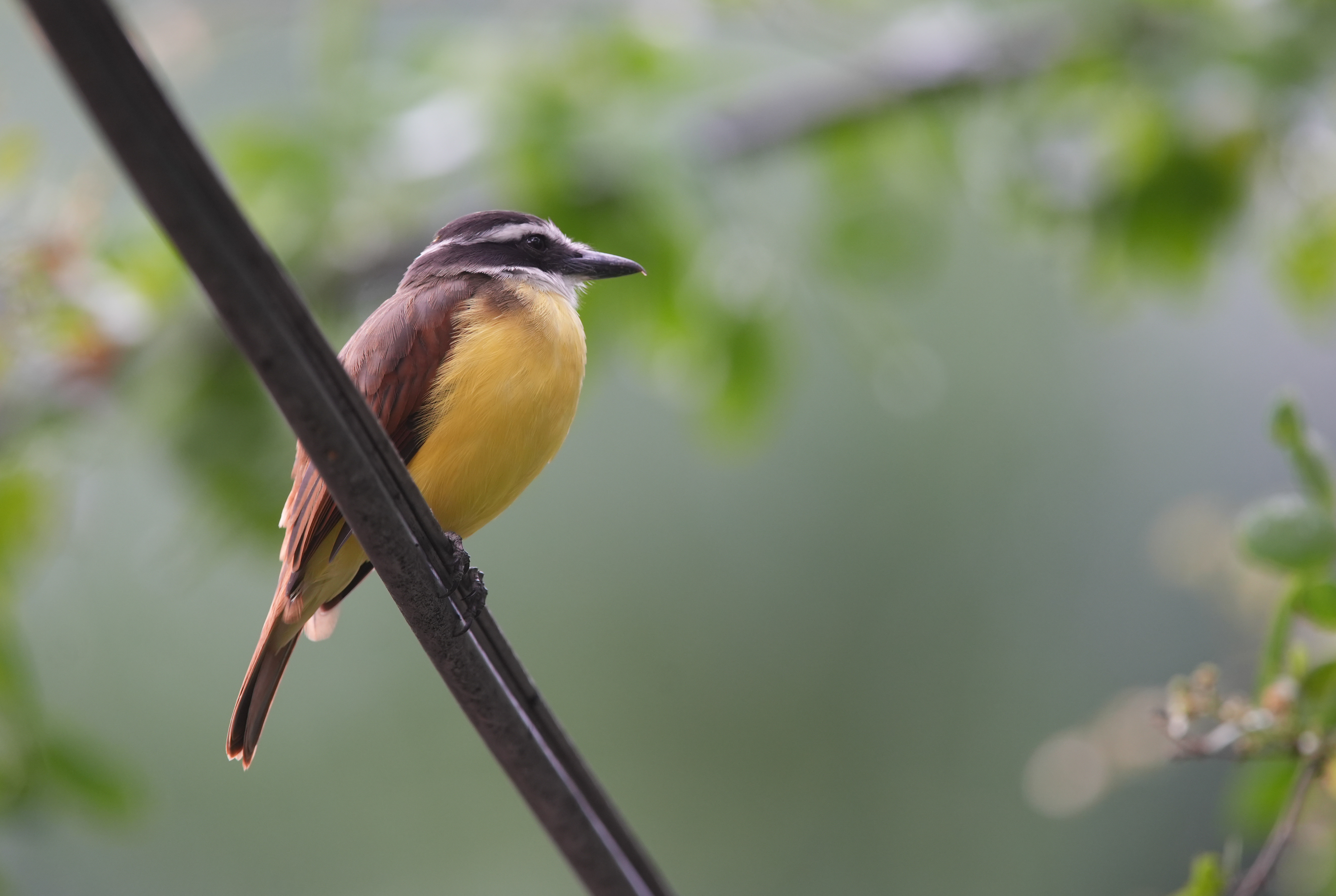 ¿Qué significa que un pájaro visite constantemente mi casa?