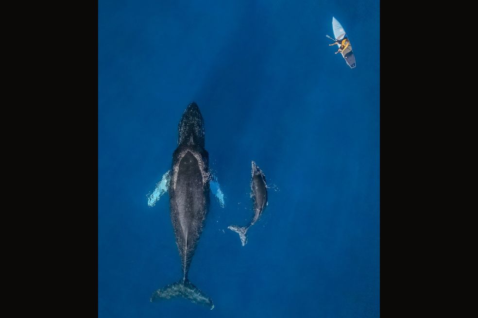 Bill Ehman recibió una mención honorífica por esta imagen que captura una ballena jorobada adulta y una juvenil en Hawái.