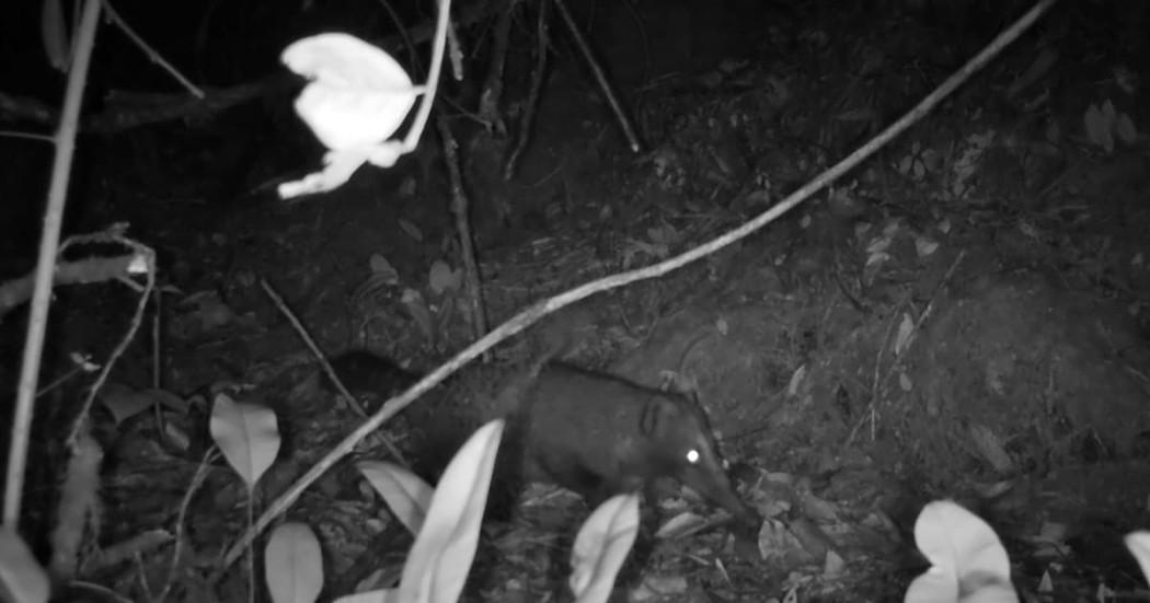Coatí de montaña avistado por primera vez en el humedal Torca-Guaymaral en Bogotá
